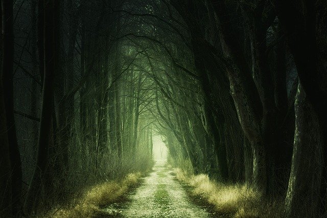 forrest path