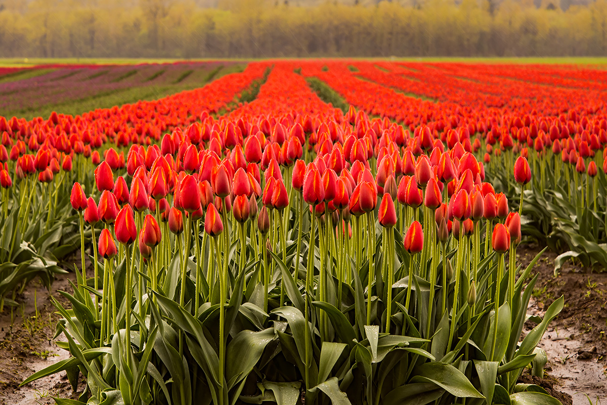 Tulips in the netherlands